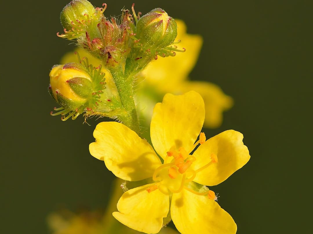 Tall yellow flower spike of agrimony, Agrimonia eupatoria, at a field edge