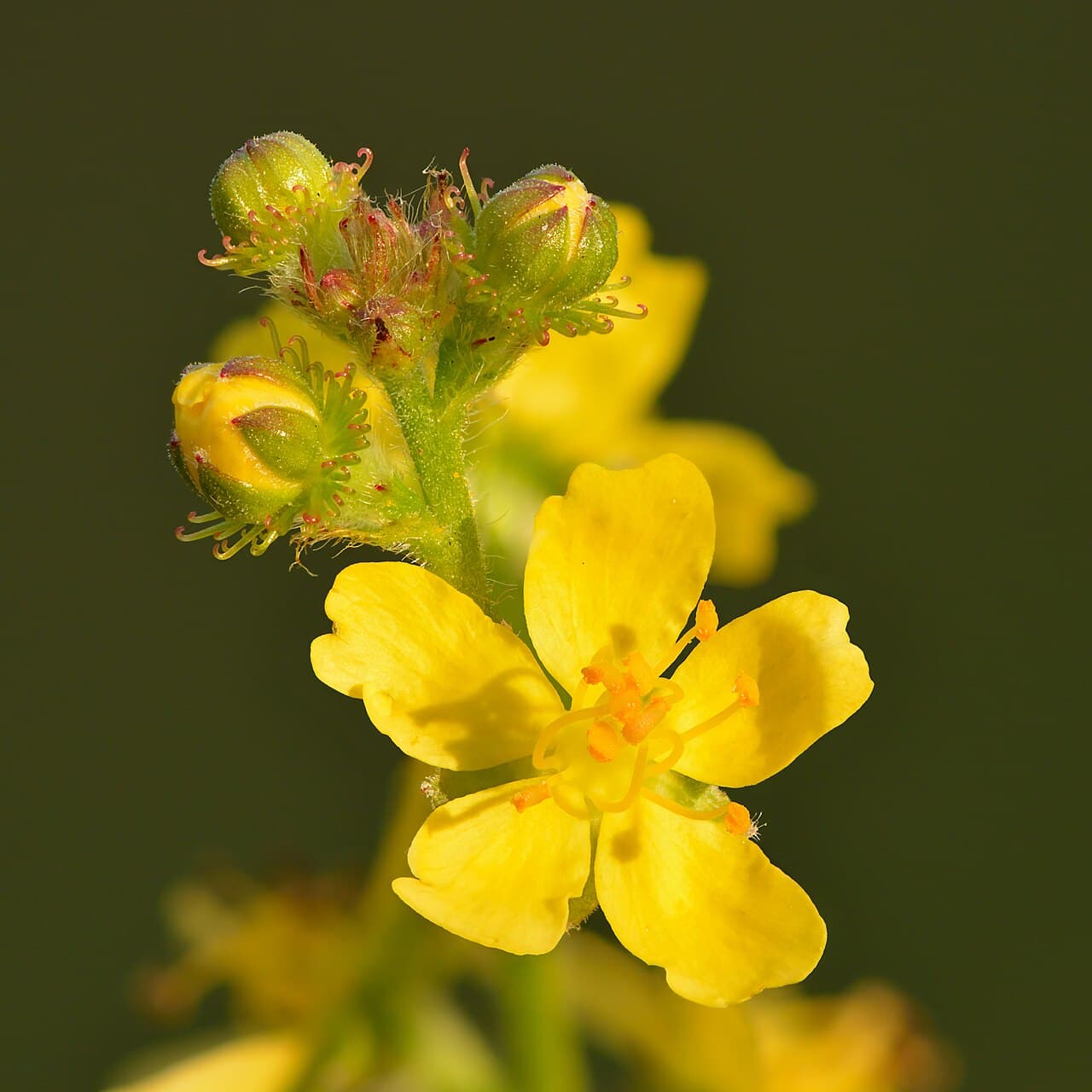 Tall yellow flower spike of agrimony, Agrimonia eupatoria, at a field edge