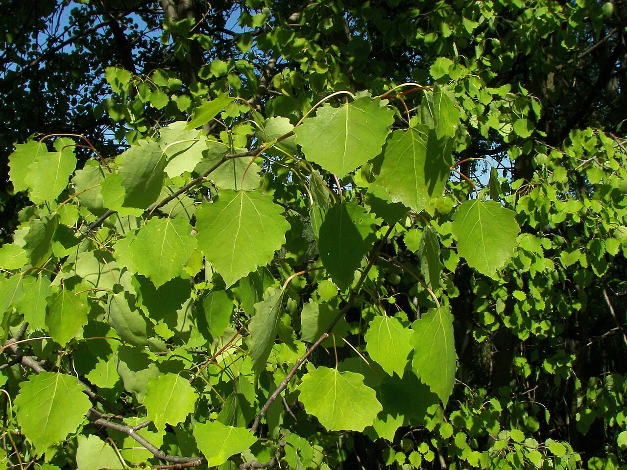 Aspen tree, Populus tremula, its leaves catching the light in a breeze