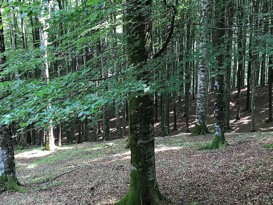Bright green spring beech leaves, Fagus sylvatica, in a beech wood