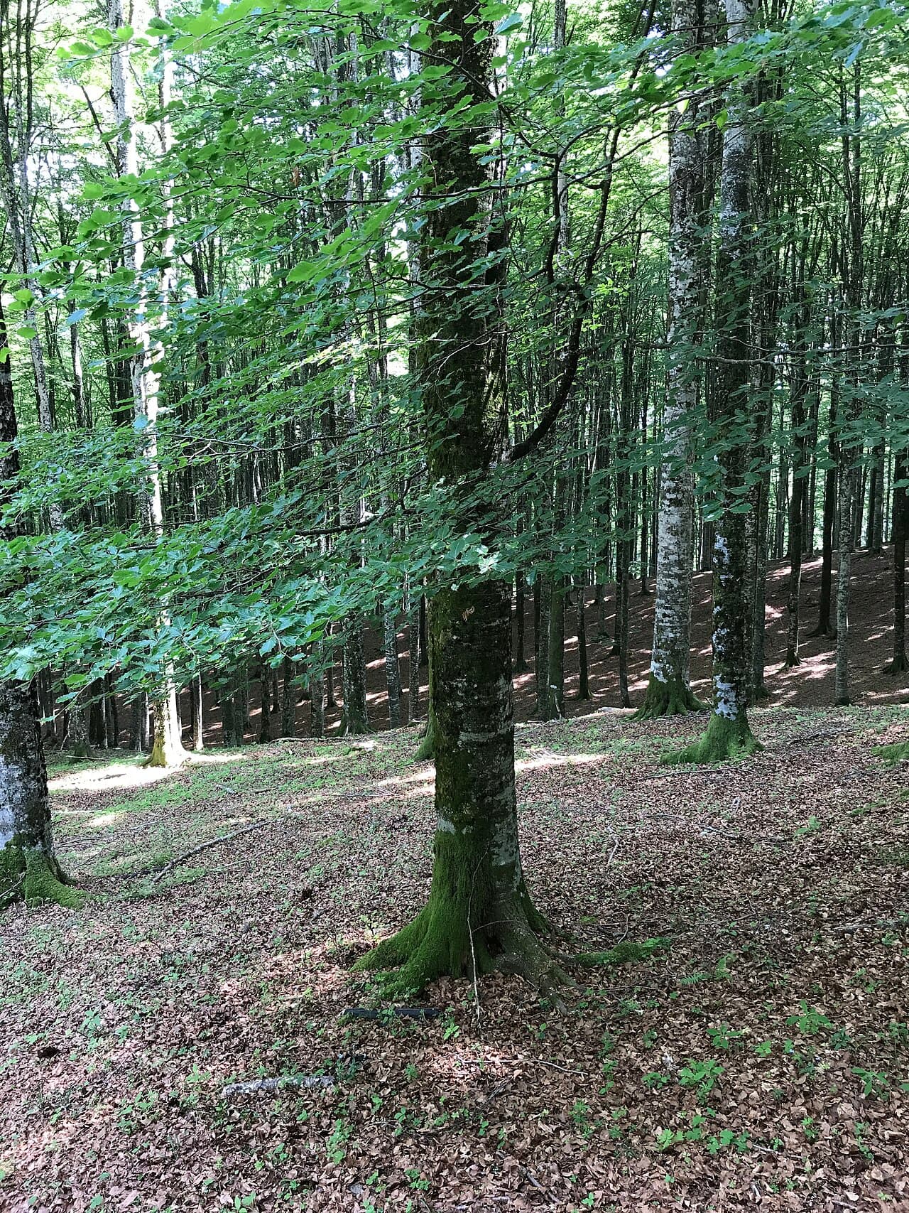 Bright green spring beech leaves, Fagus sylvatica, in a beech wood