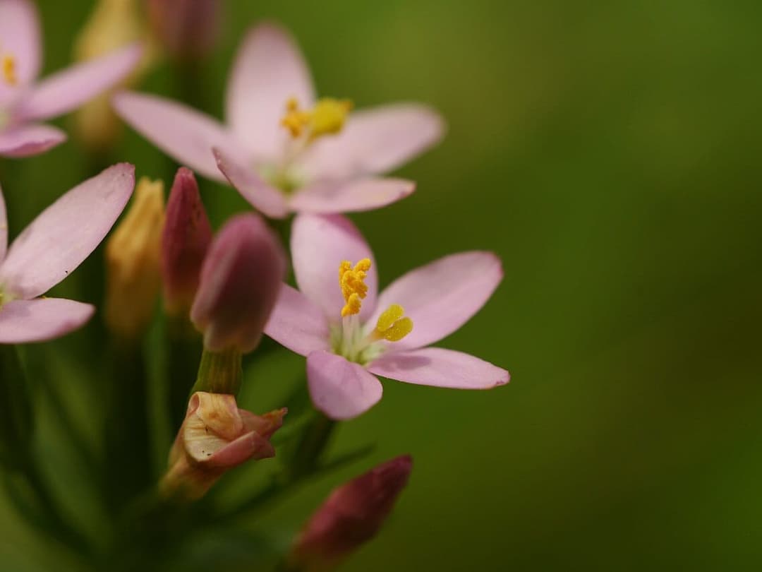 Small pink common centaury flowers, Centaurium erythraea, in dry grassland