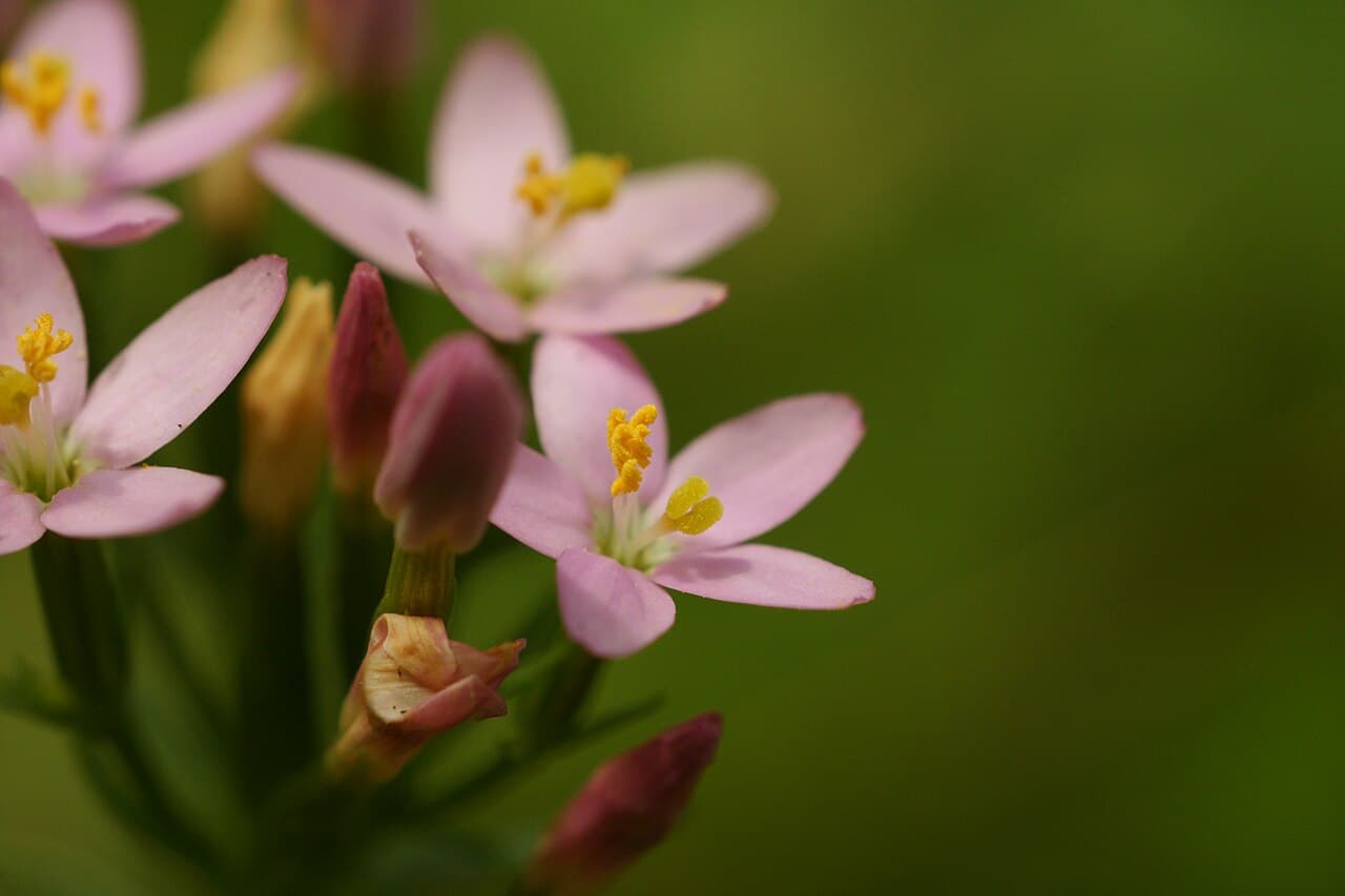 Small pink common centaury flowers, Centaurium erythraea, in dry grassland