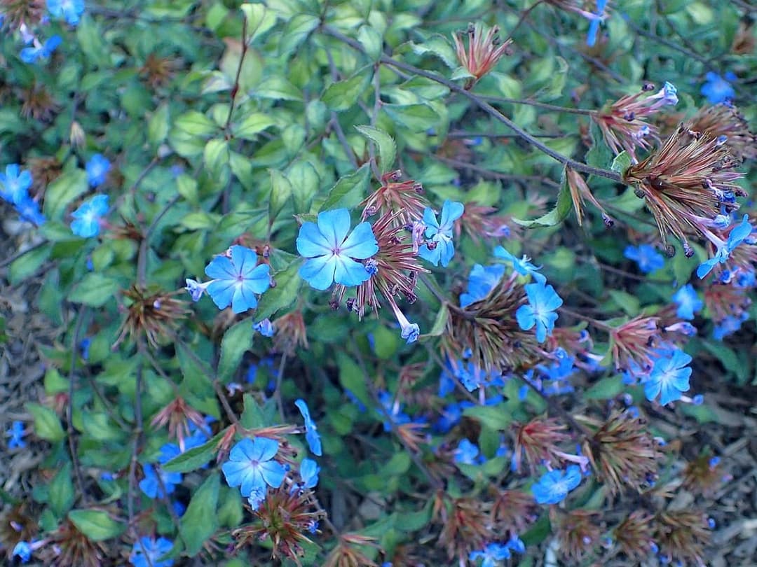 Bright blue Cerato flowers, Ceratostigma willmottiana, with reddening autumn leaves