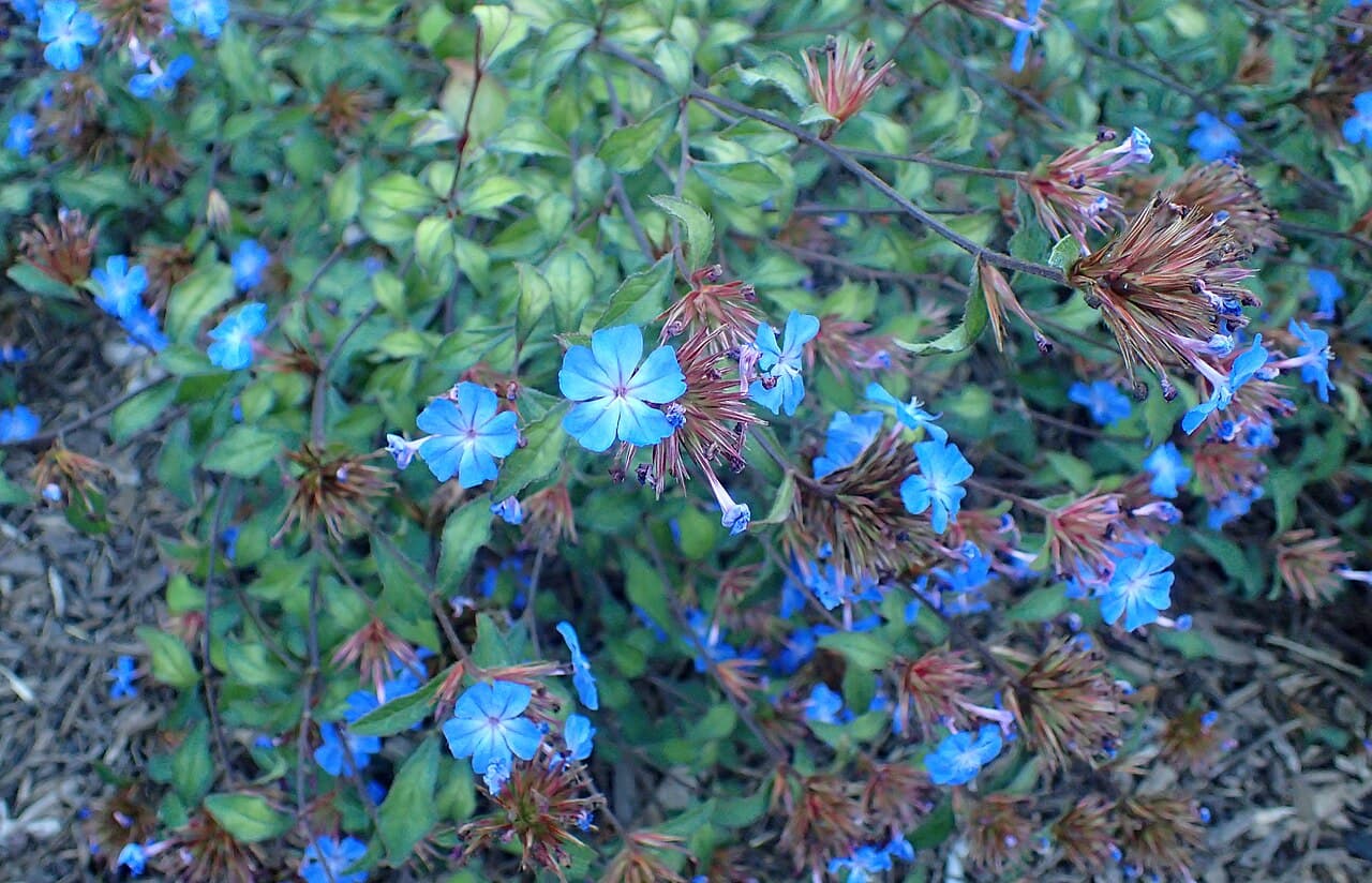 Bright blue Cerato flowers, Ceratostigma willmottiana, with reddening autumn leaves
