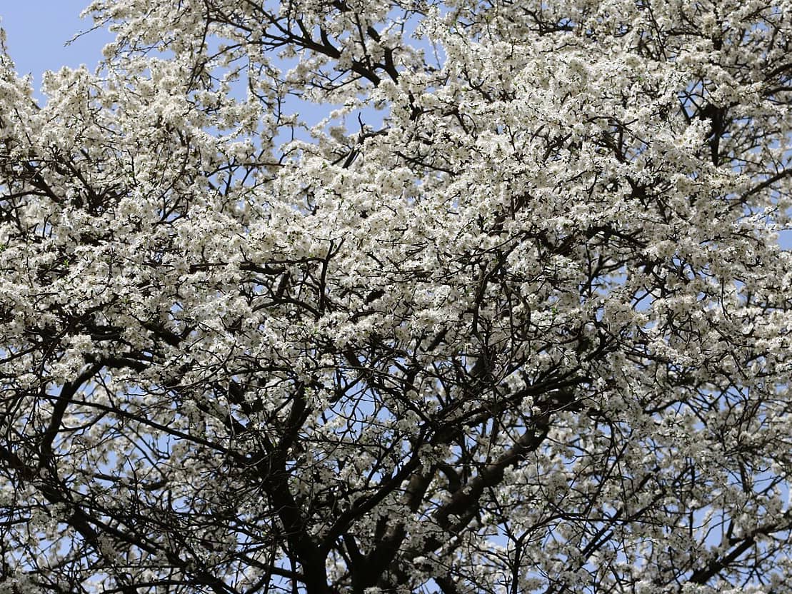 White cherry plum blossom, Prunus cerasifera, on bare early spring branches