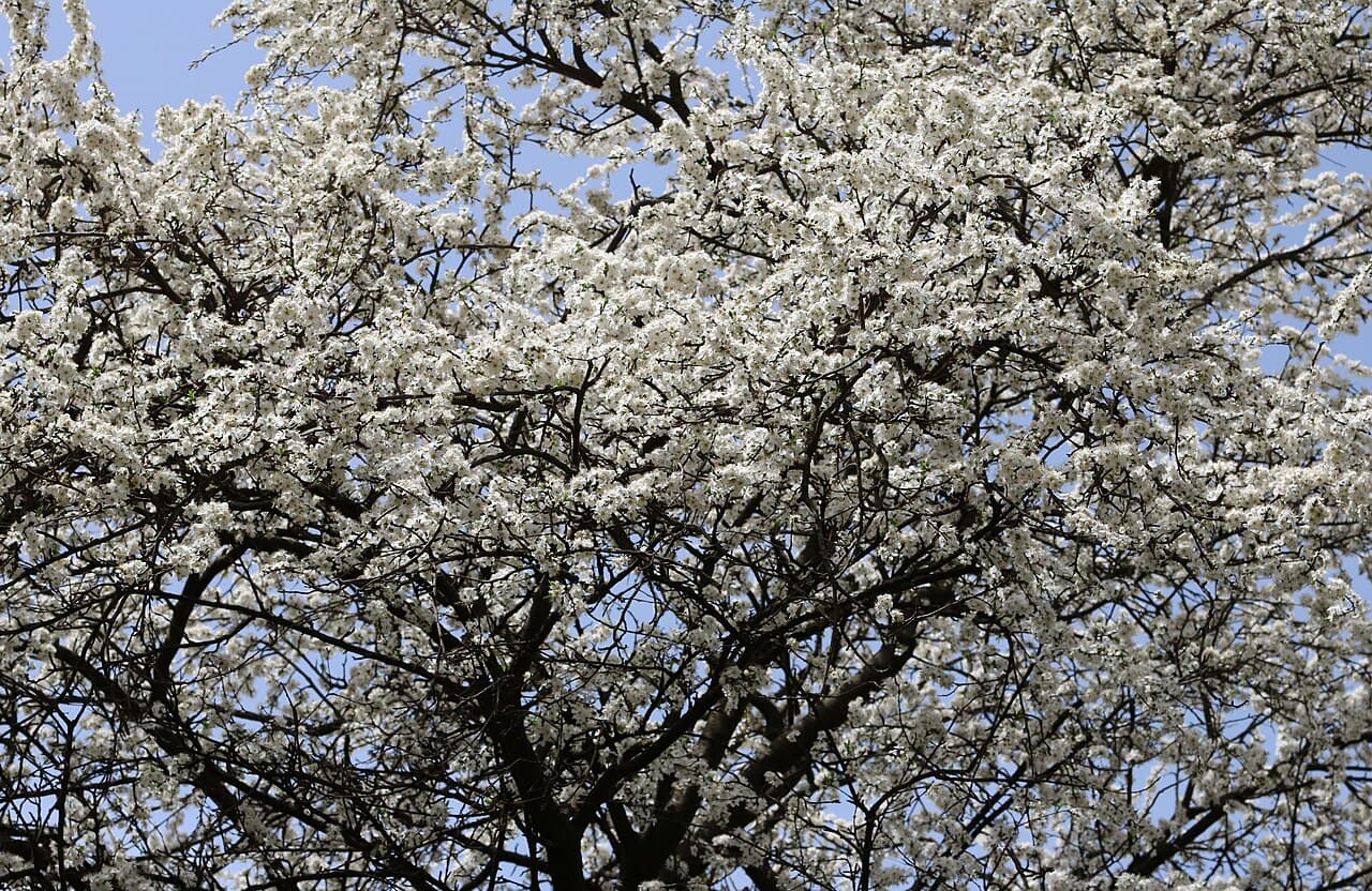 White cherry plum blossom, Prunus cerasifera, on bare early spring branches