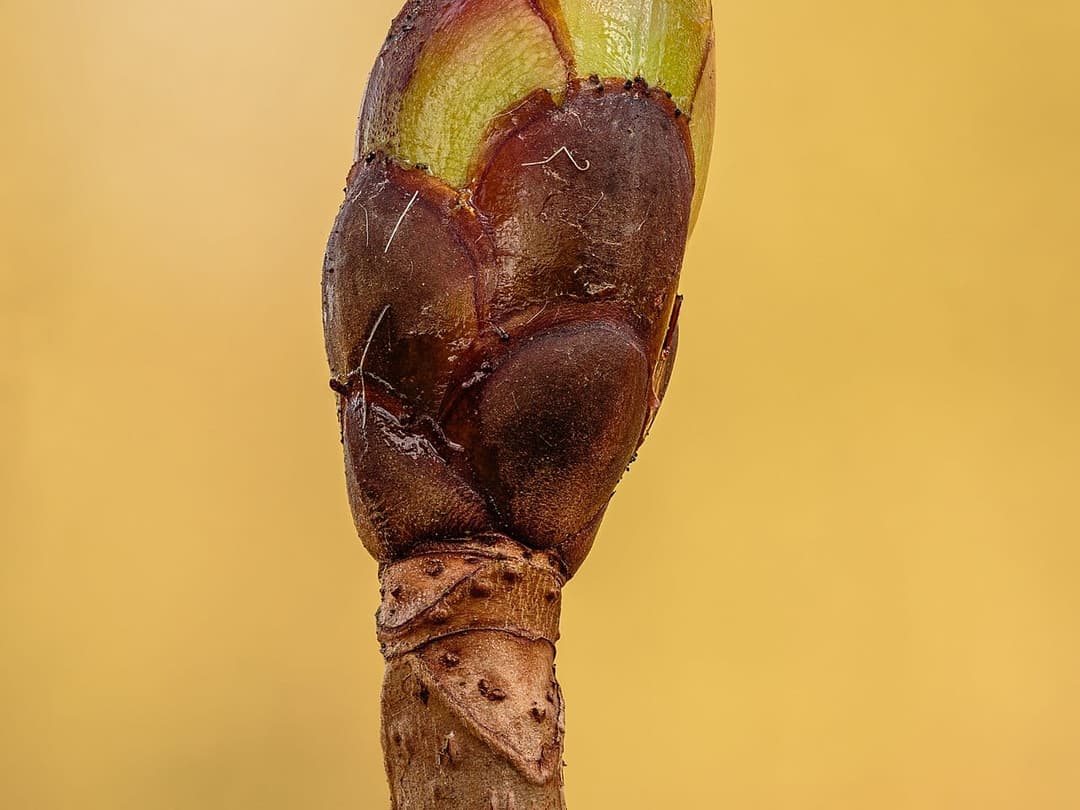 Sticky swelling bud of a horse chestnut tree, Aesculus hippocastanum, in early spring