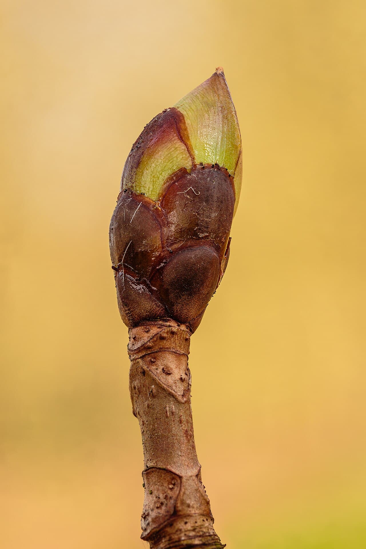 Sticky swelling bud of a horse chestnut tree, Aesculus hippocastanum, in early spring