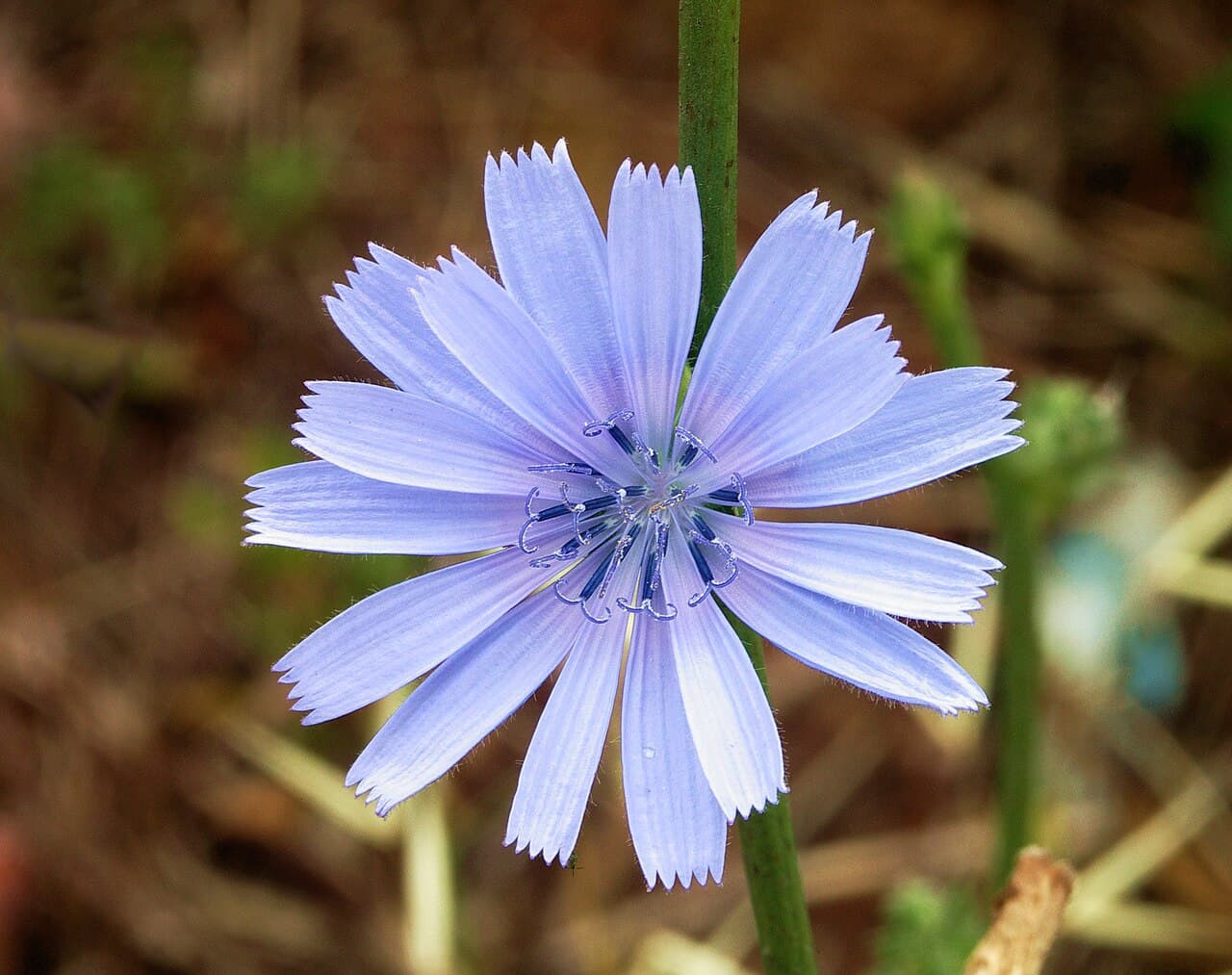 Sky blue chicory flowers, Cichorium intybus, on a roadside verge
