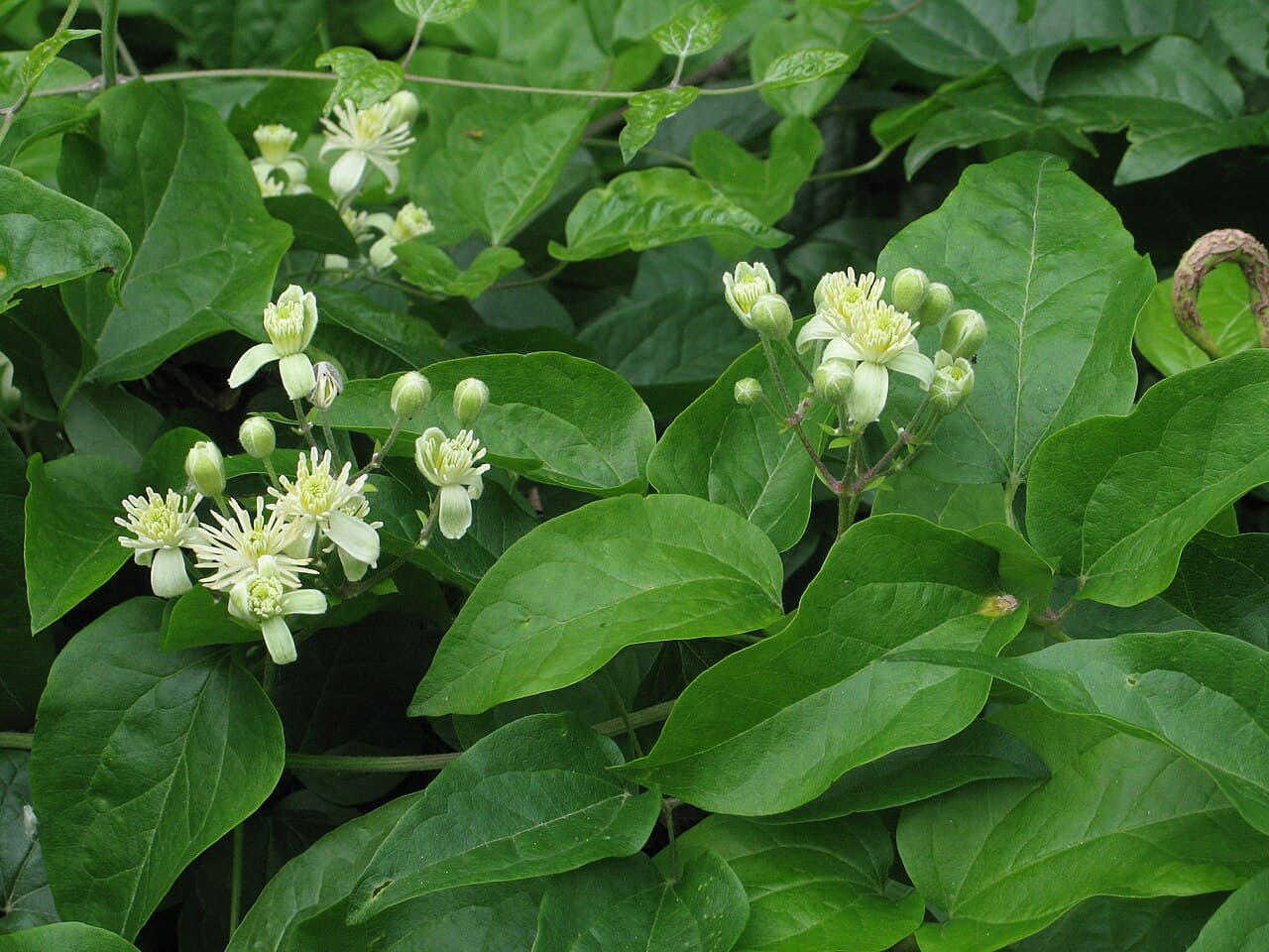 Creamy flowers of wild clematis, Clematis vitalba, scrambling over a hedgerow
