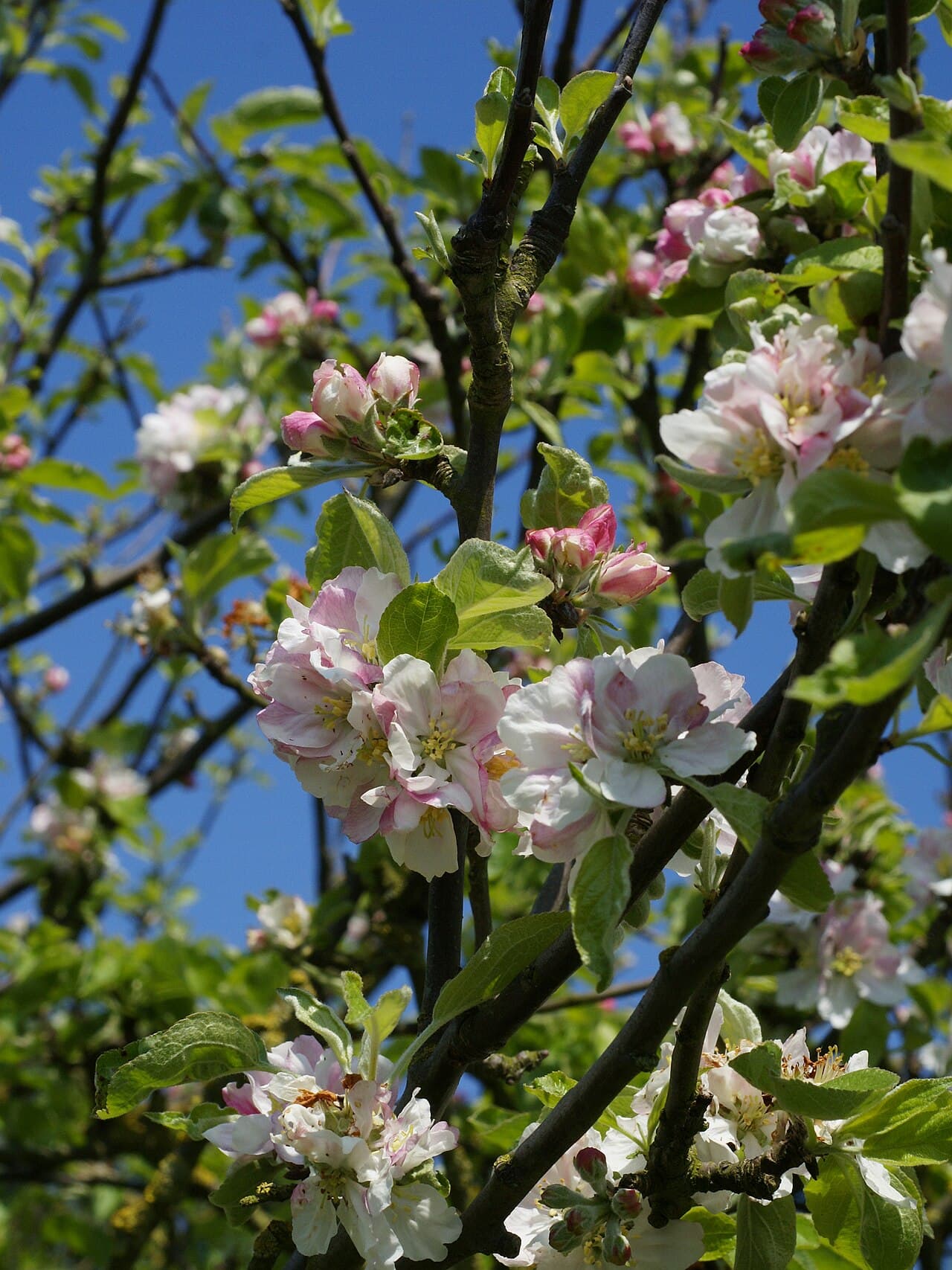 Pink and white crab apple blossom, Malus sylvestris, in spring