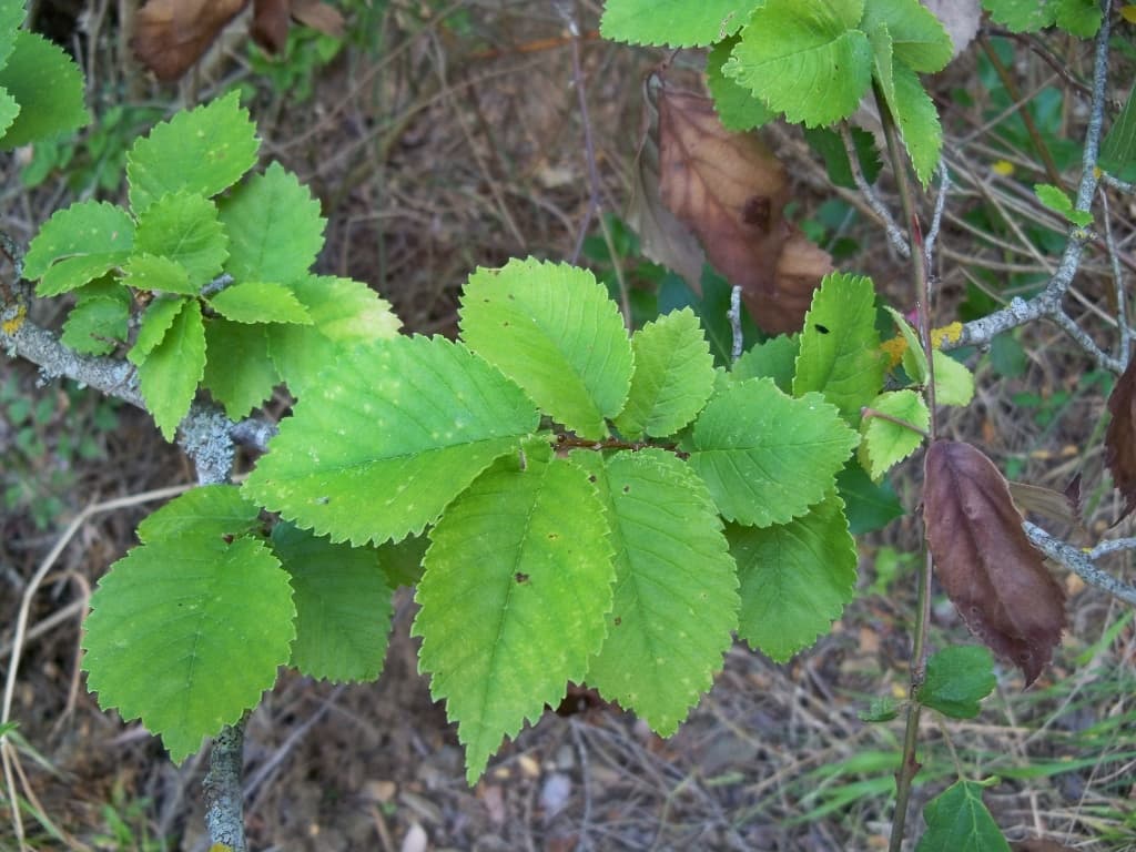 Elm leaves and branches, Ulmus, in summer