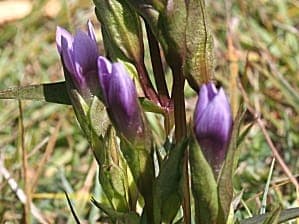 Purple autumn gentian flowers, Gentiana amarella, on chalk grassland