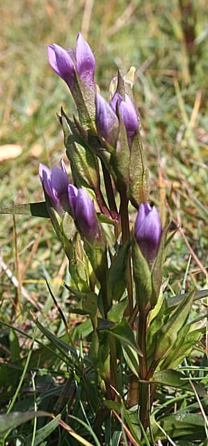 Purple autumn gentian flowers, Gentiana amarella, on chalk grassland