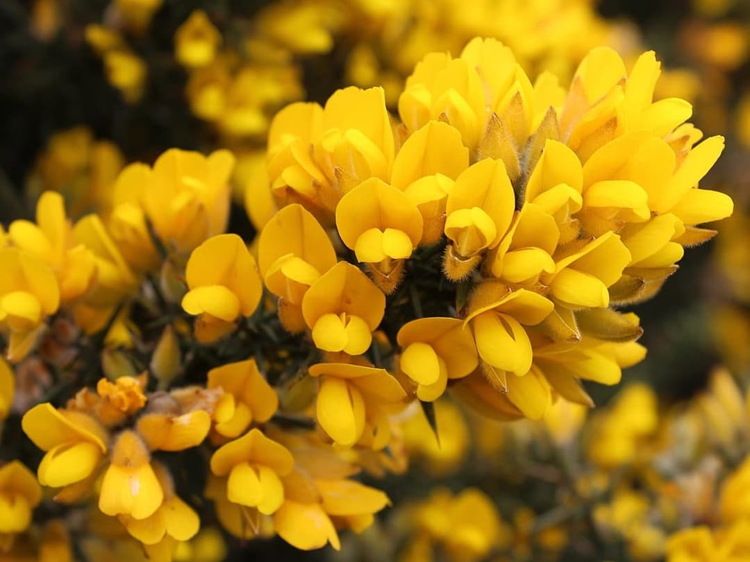 Bright yellow gorse flowers, Ulex europaeus, on a spiny shrub