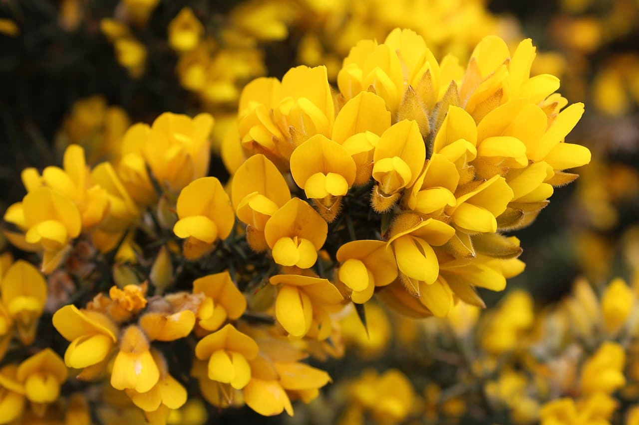 Bright yellow gorse flowers, Ulex europaeus, on a spiny shrub