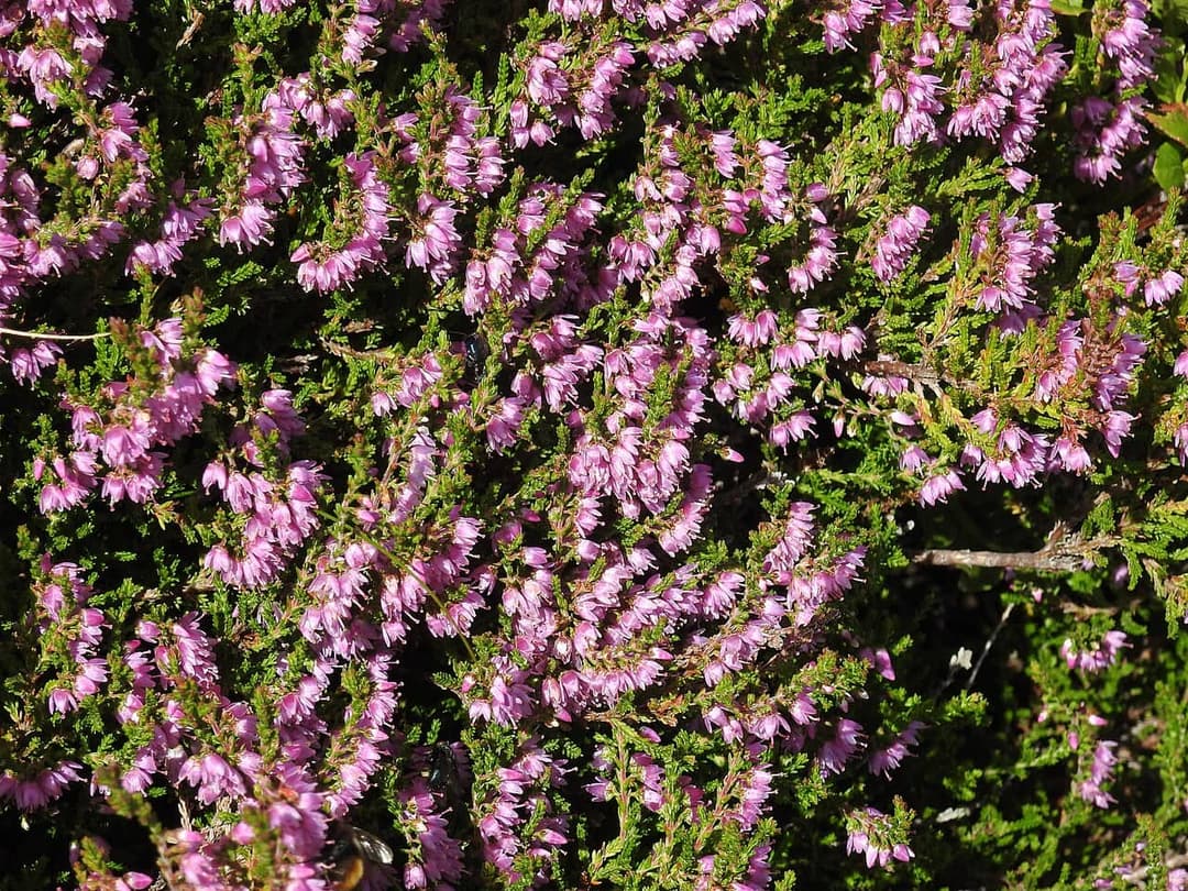 Purple heather in flower, Calluna vulgaris, covering open moorland