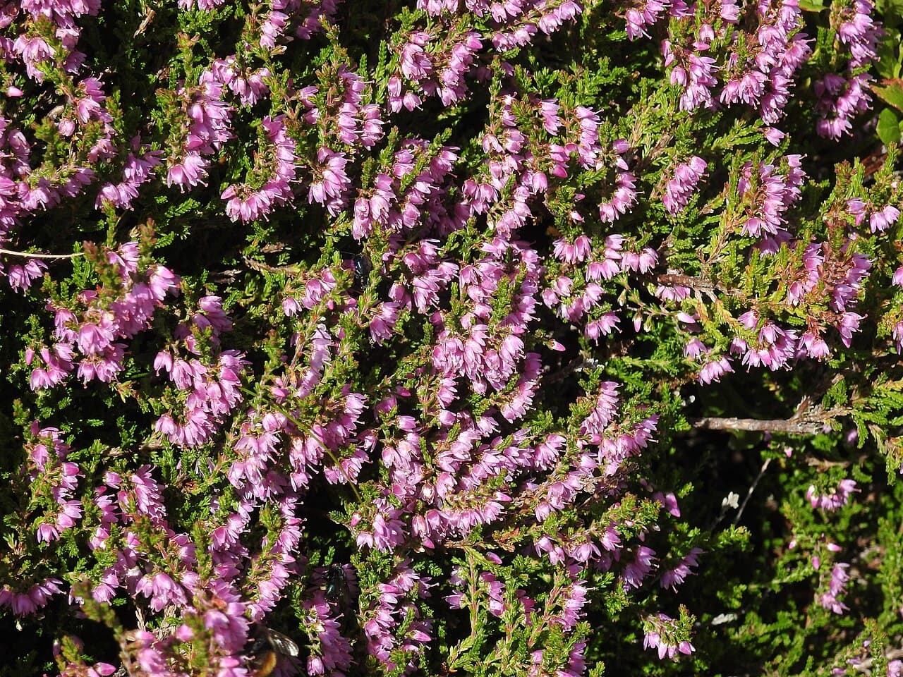 Purple heather in flower, Calluna vulgaris, covering open moorland