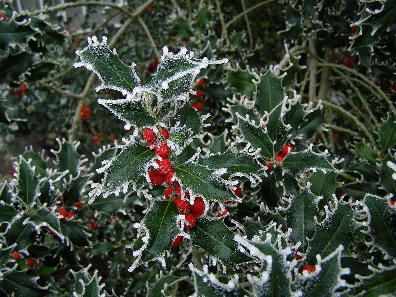 Glossy spined holly leaves and red berries, Ilex aquifolium