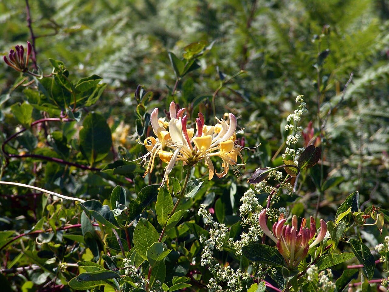 Cream and pink honeysuckle flowers, Lonicera caprifolium, climbing through a hedge
