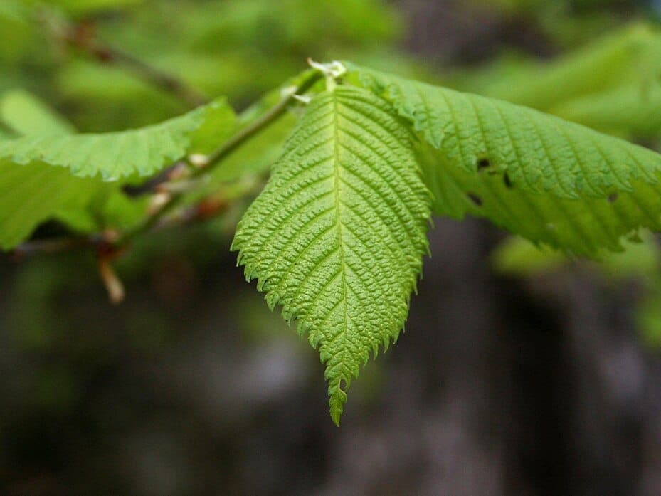 Hornbeam leaves and catkins, Carpinus betulus, in spring light