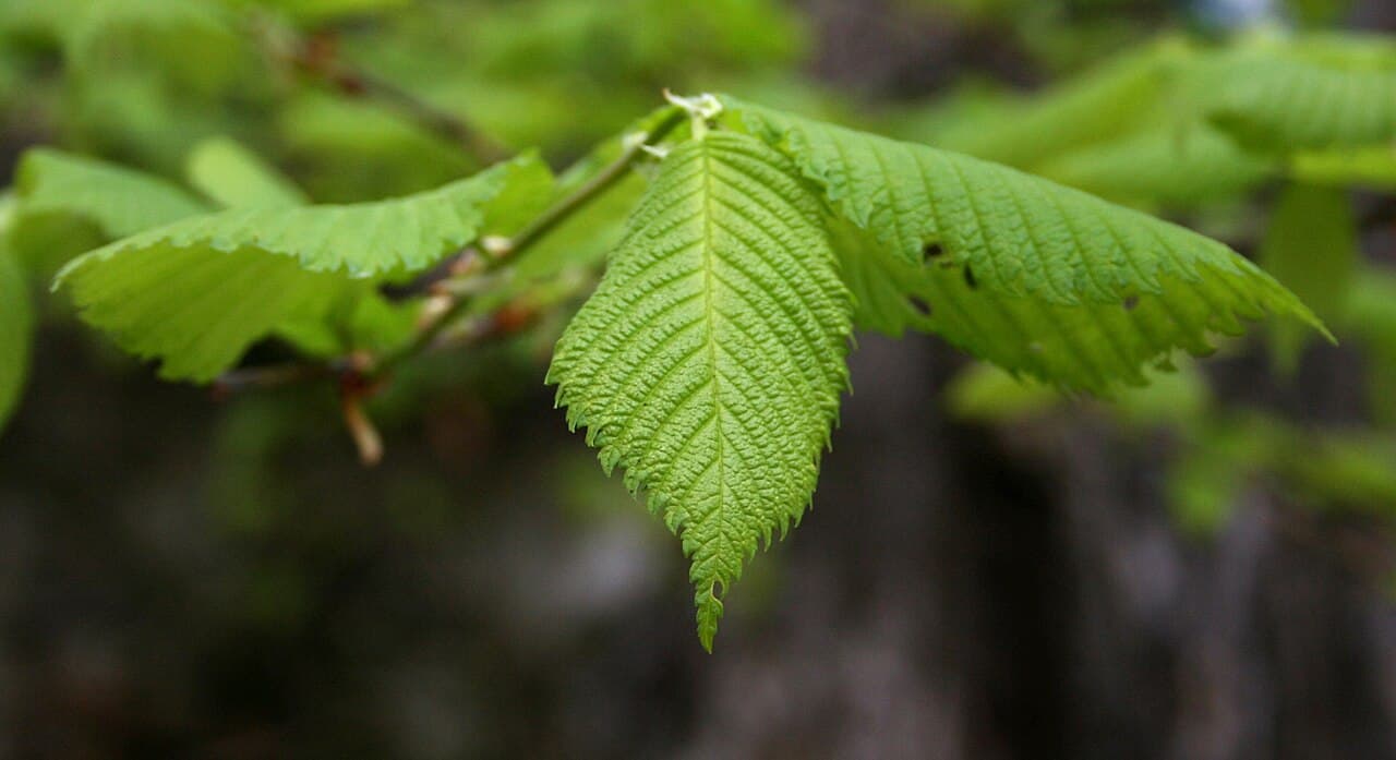 Hornbeam leaves and catkins, Carpinus betulus, in spring light