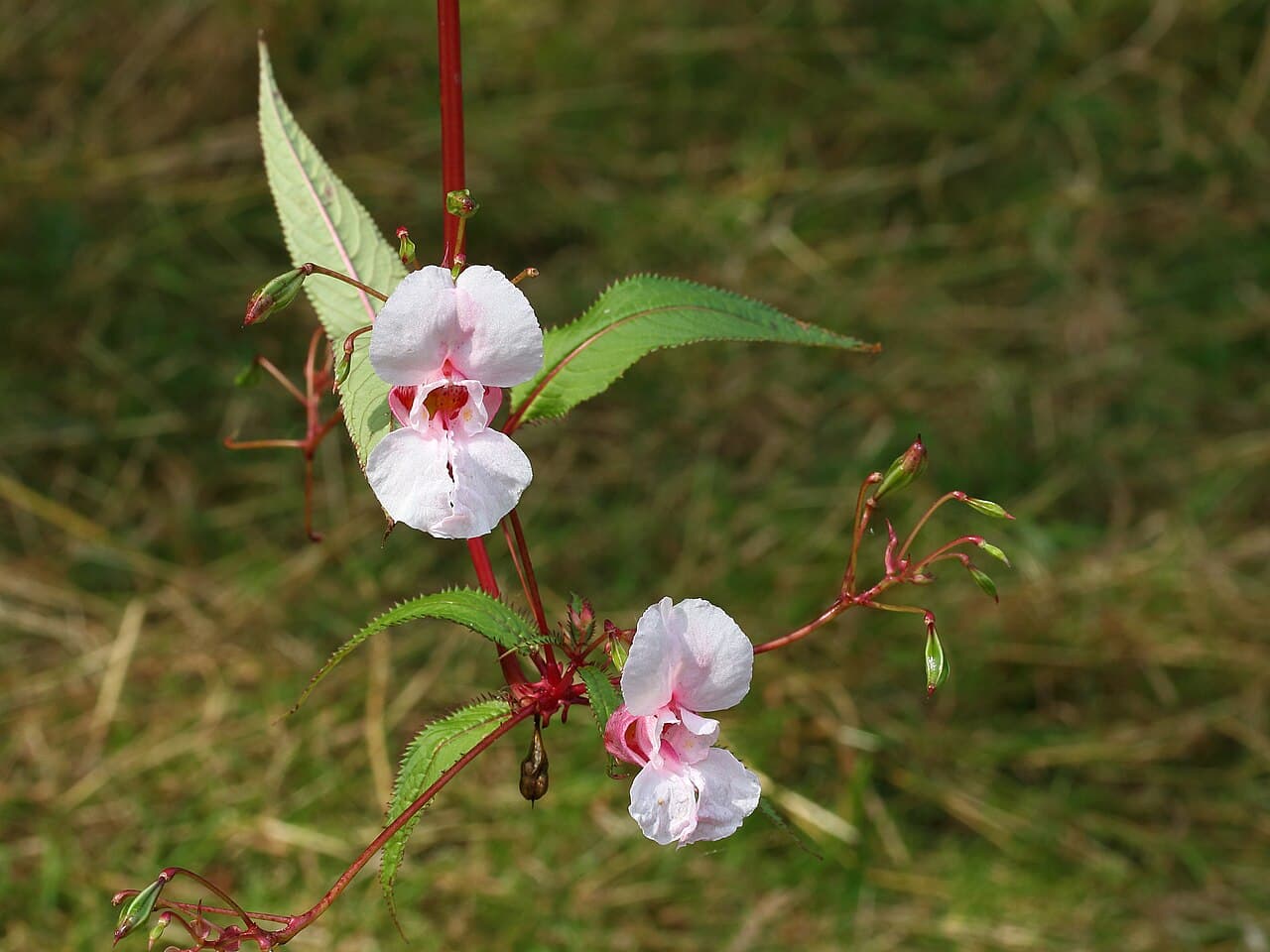 Pink Himalayan balsam flowers, Impatiens glandulifera, growing tall by a riverbank