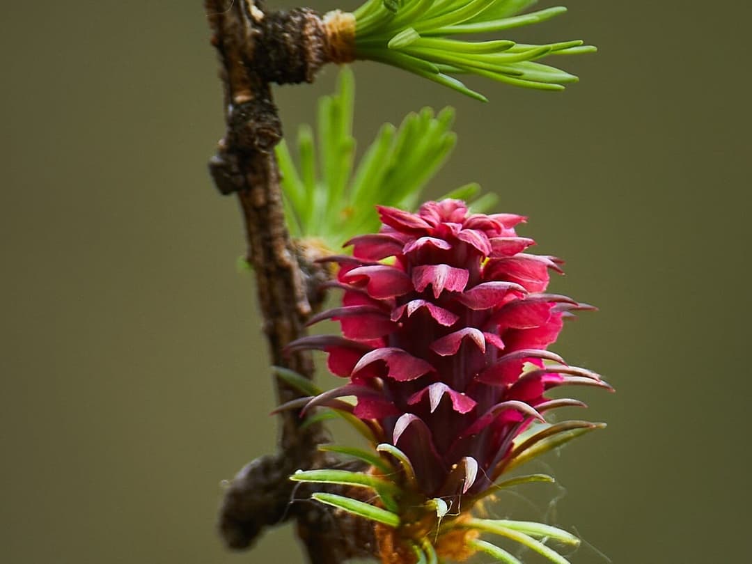 European larch, Larix decidua, with fresh green needles and small red flowers