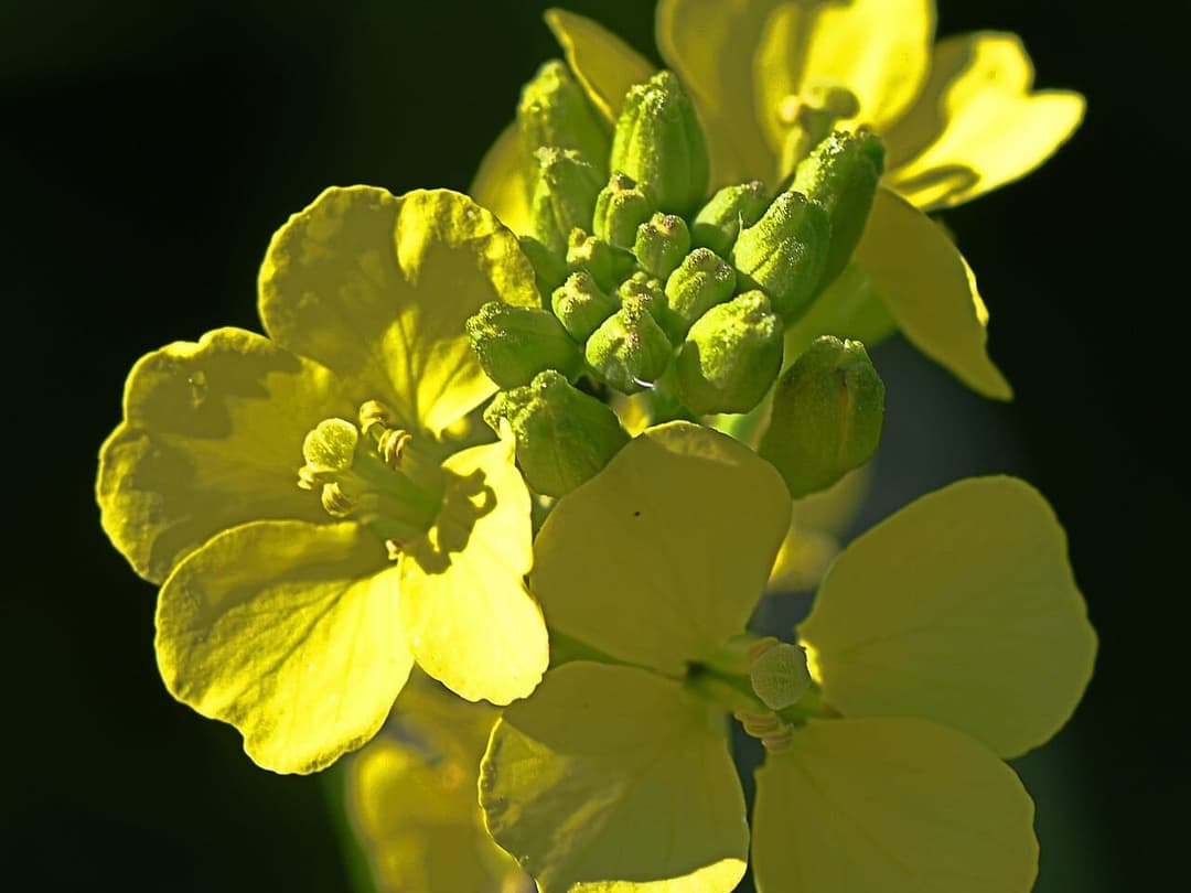 Bright yellow wild mustard flowers, Sinapis arvensis, in a field