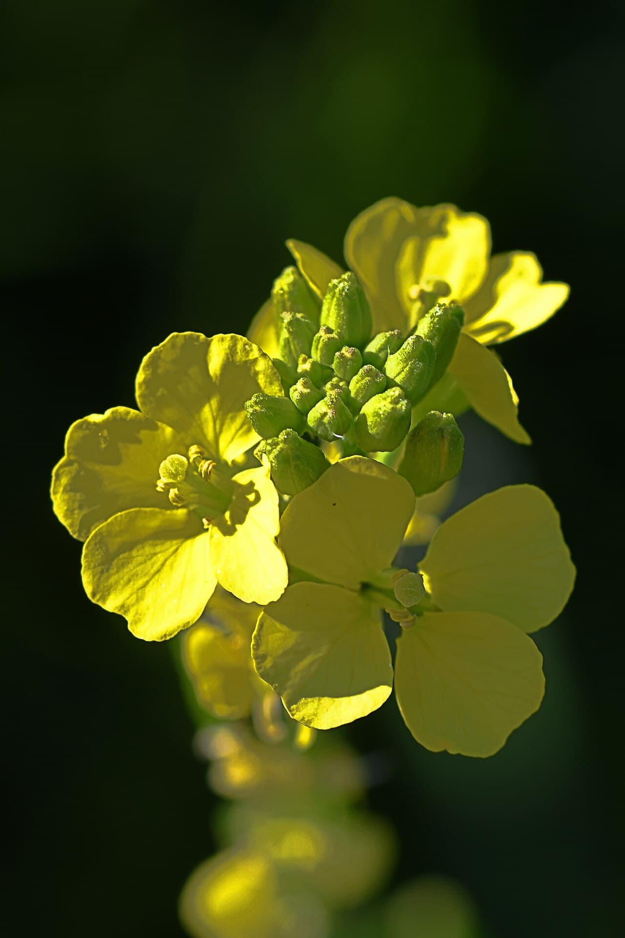 Bright yellow wild mustard flowers, Sinapis arvensis, in a field