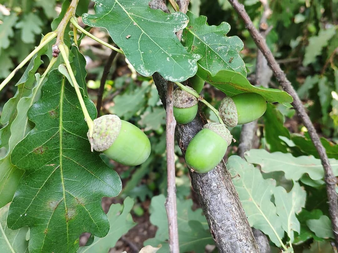 Oak leaves and acorns, Quercus robur, in late summer