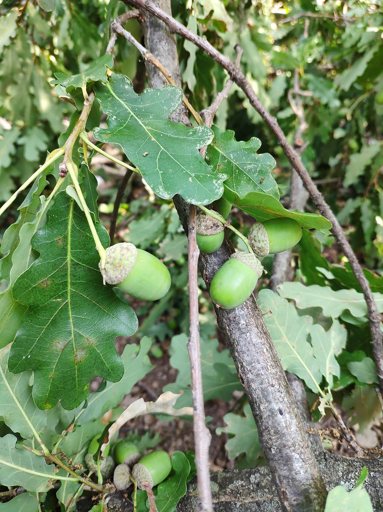 Oak leaves and acorns, Quercus robur, in late summer