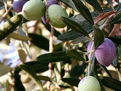 Olive tree branch, Olea europaea, with green olives and narrow silvery leaves