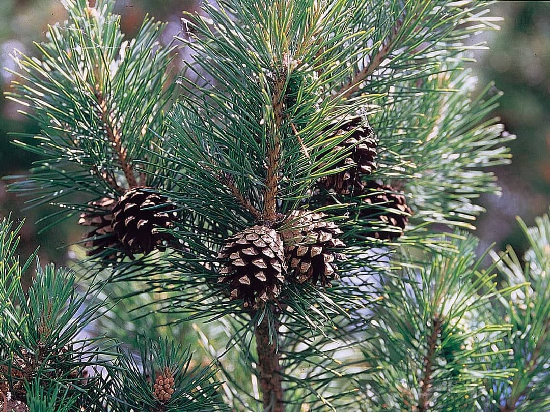 Scots pine branch, Pinus sylvestris, with needles and young cones