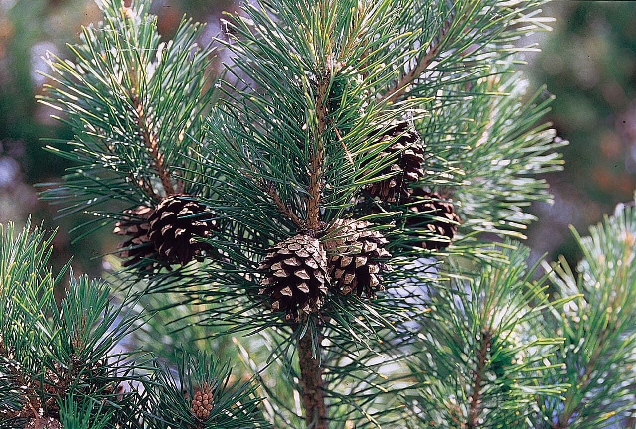 Scots pine branch, Pinus sylvestris, with needles and young cones