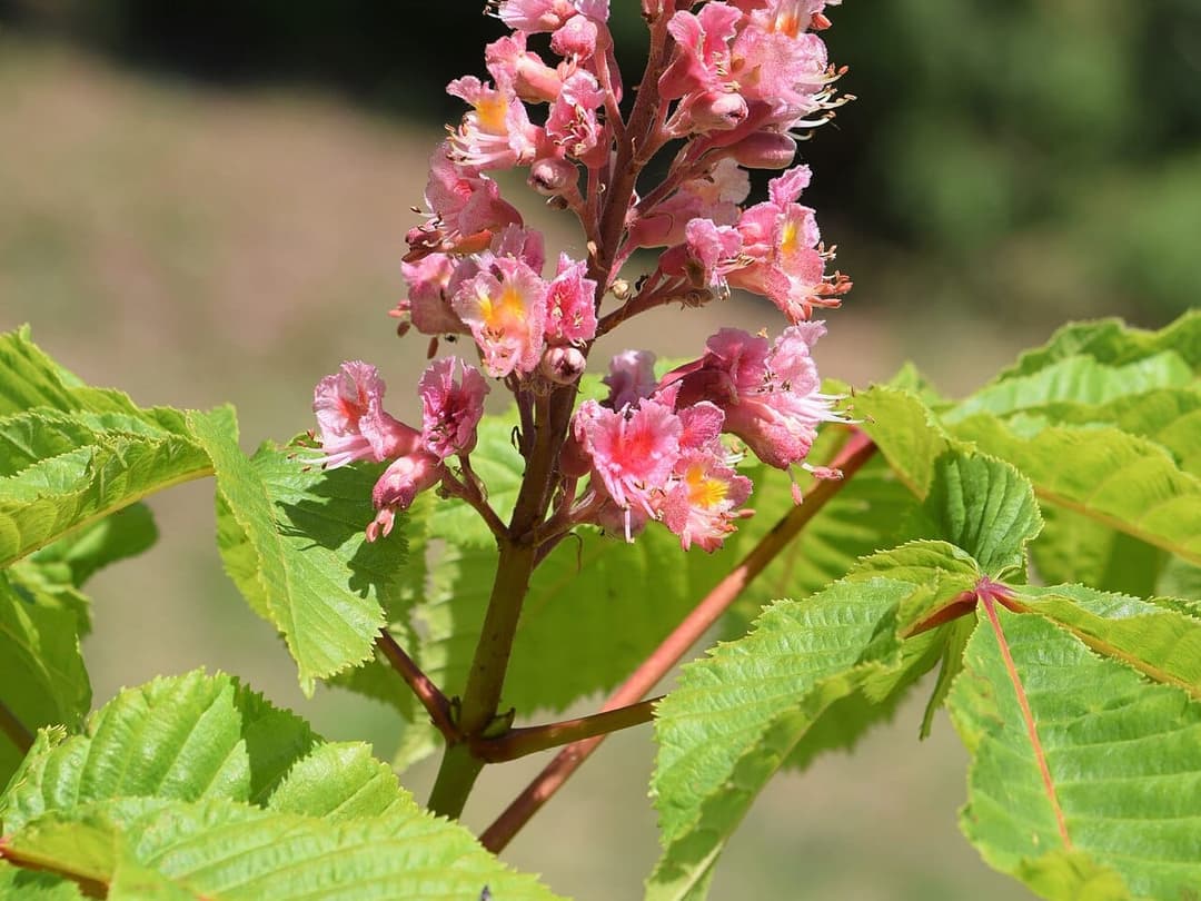 Pink flower spikes of the red horse chestnut, Aesculus carnea, against green leaves