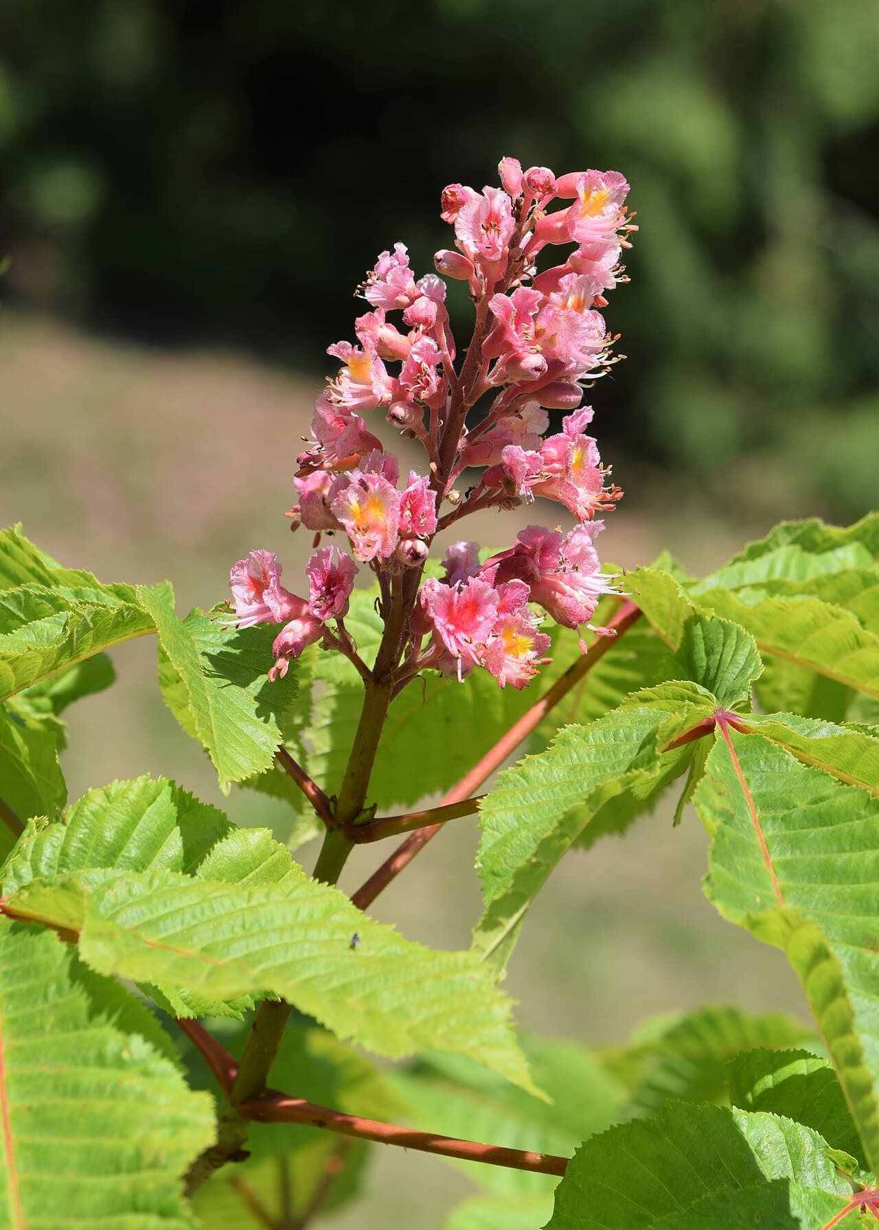 Pink flower spikes of the red horse chestnut, Aesculus carnea, against green leaves