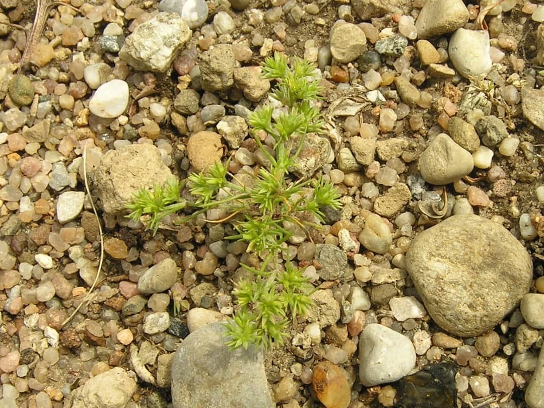 Scleranthus annuus, a small sprawling plant with tiny green flowers on sandy ground