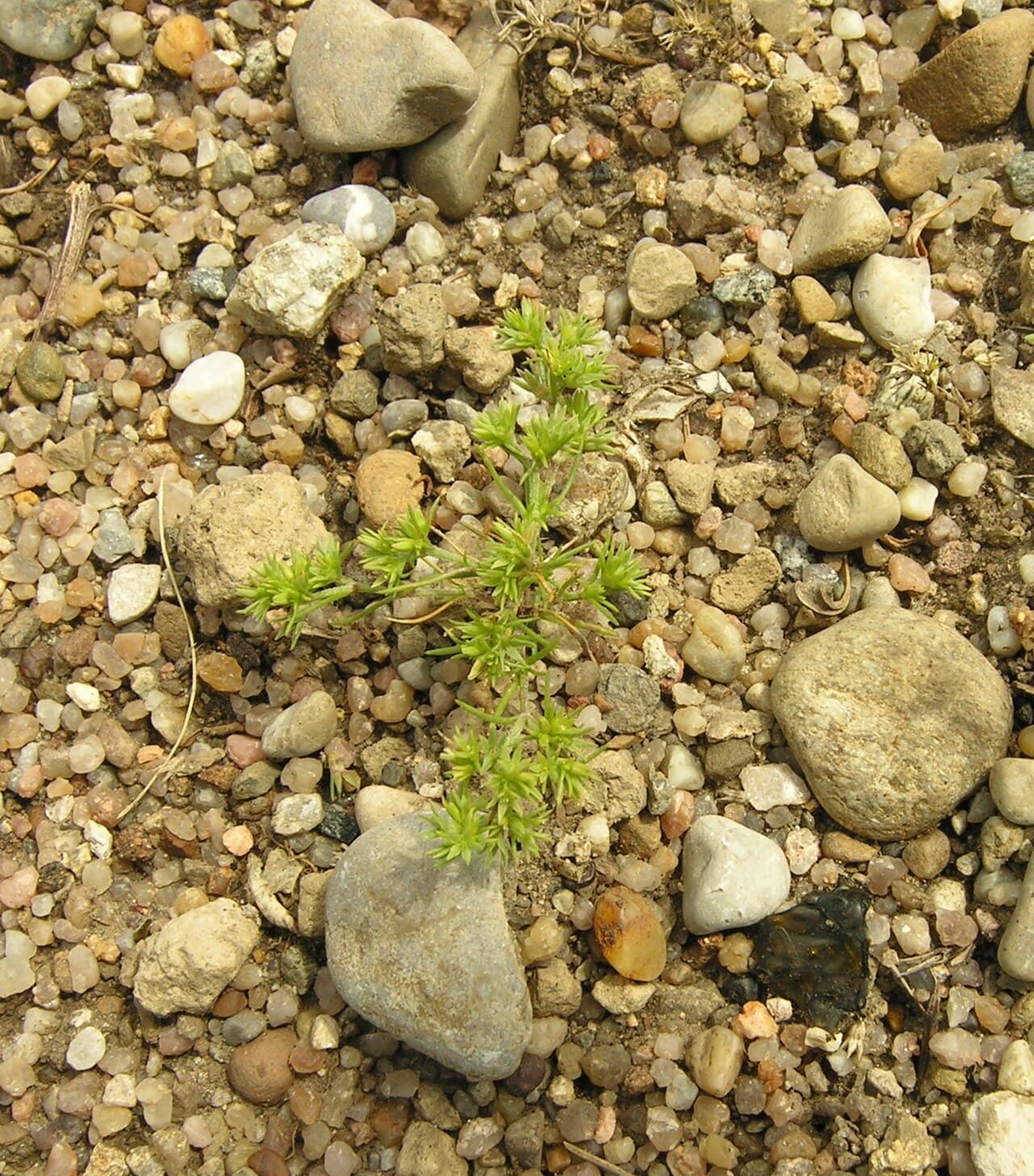 Scleranthus annuus, a small sprawling plant with tiny green flowers on sandy ground