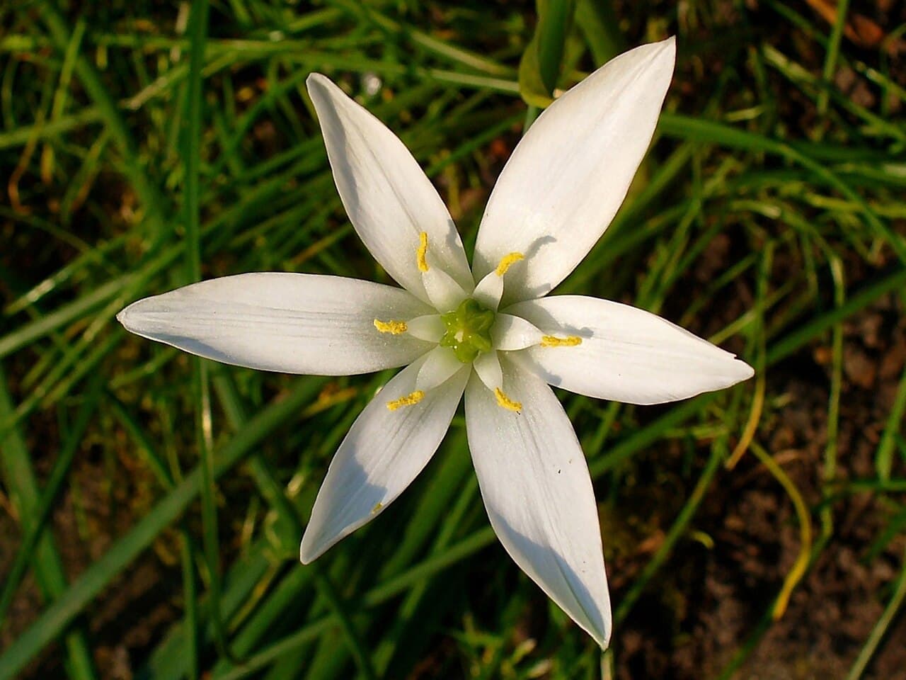 White star of Bethlehem flowers, Ornithogalum umbellatum, open in spring grass