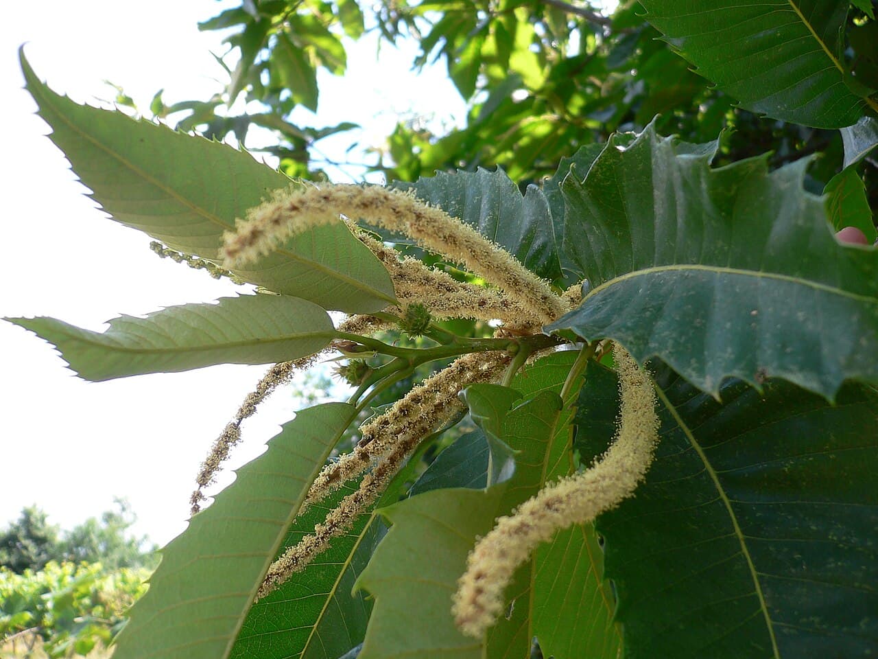Long yellow catkins of the sweet chestnut, Castanea sativa, in midsummer