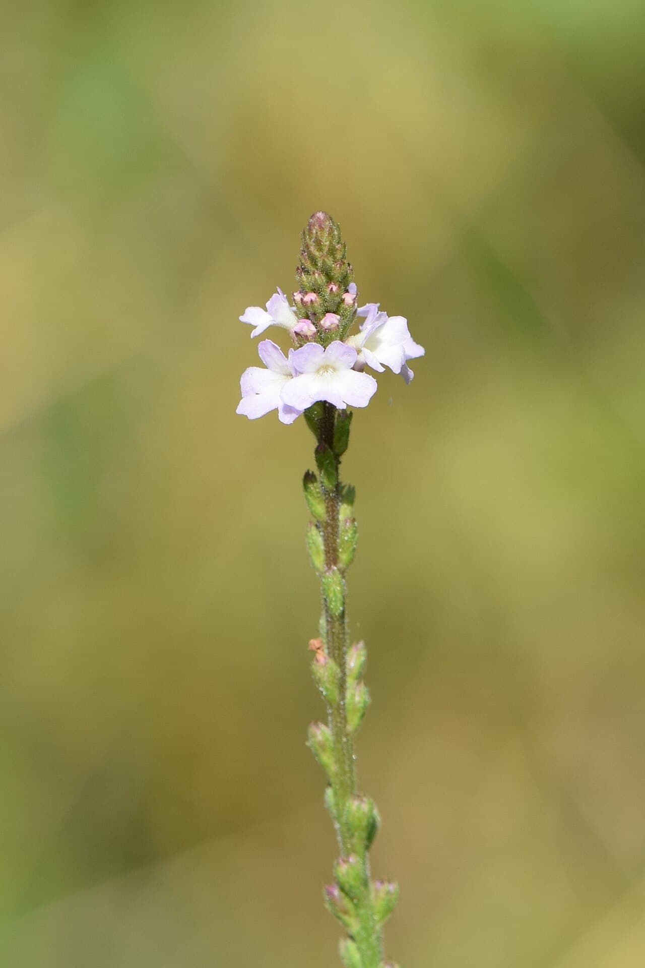 Slender flower spikes of vervain, Verbena officinalis, with small lilac flowers
