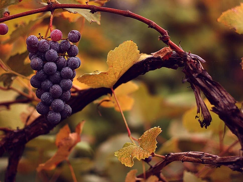 Grape vine leaves and fruit, Vitis vinifera, on the plant