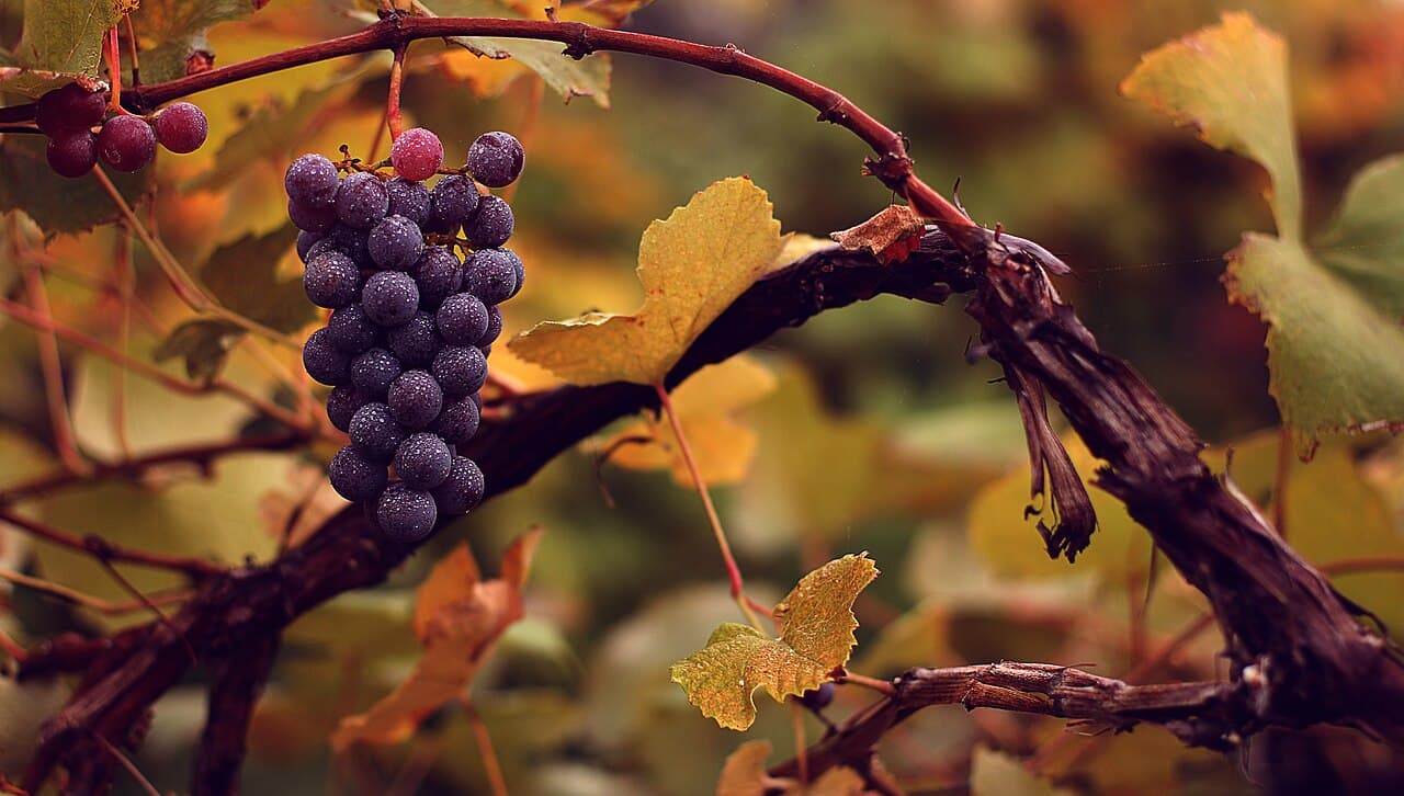 Grape vine leaves and fruit, Vitis vinifera, on the plant