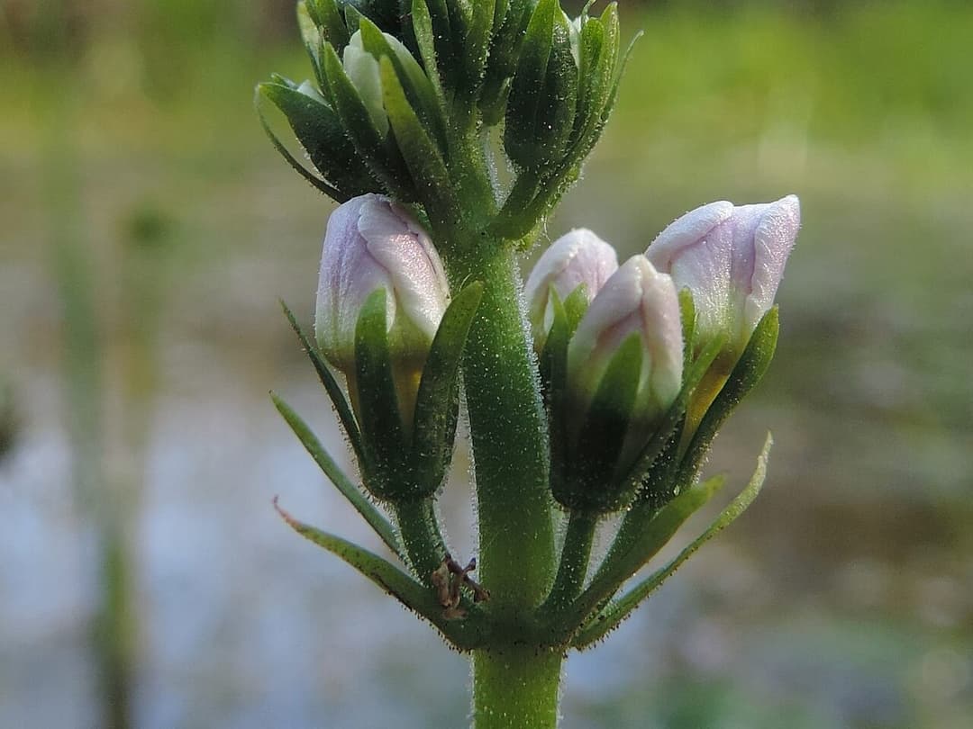 Pale lilac water violet flowers, Hottonia palustris, standing above still water