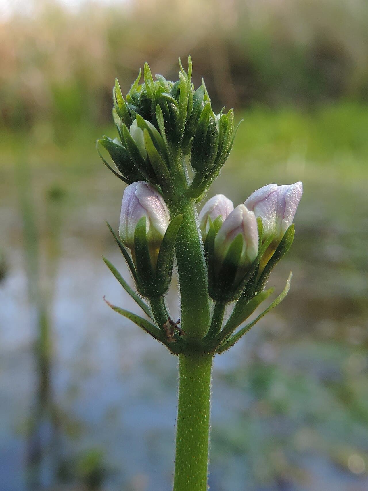 Pale lilac water violet flowers, Hottonia palustris, standing above still water