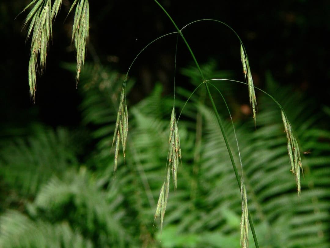 Drooping seed heads of wild oat grass, Bromus ramosus, at a woodland edge