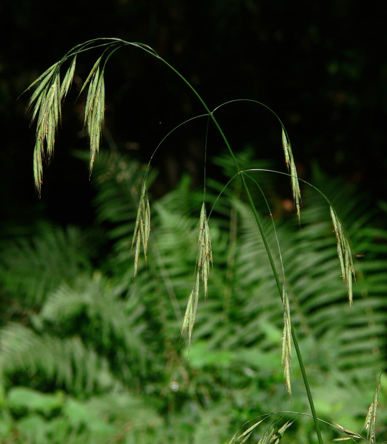 Drooping seed heads of wild oat grass, Bromus ramosus, at a woodland edge