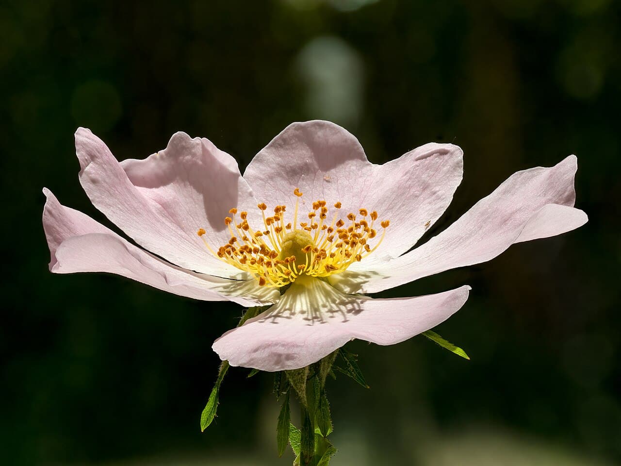 Pale pink dog rose flower, Rosa canina, in a hedgerow
